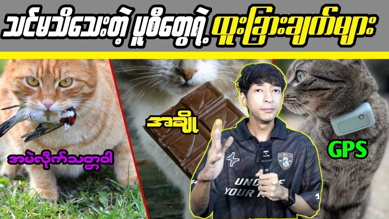 သင်မသိသေးတဲ့ ပူစီတွေရဲ့ ထူးခြားချက်များ#LinnthitUniverse #Linnthit #SportsBox #KissingBox