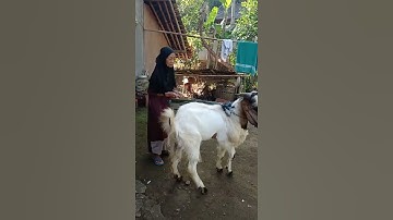 Thumbnail of Penjual bubur gendong, qurban kambing jawa super jumbo.. mantul mama😍2021