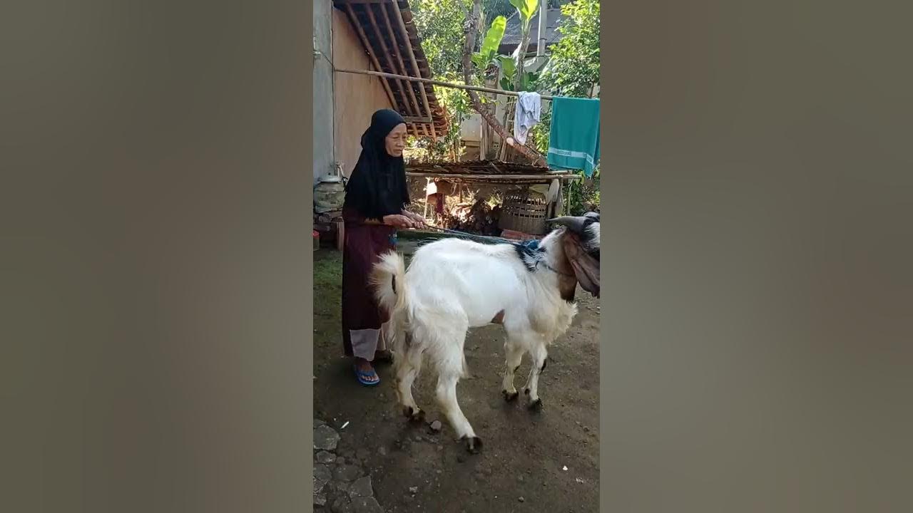 Penjual bubur gendong, qurban kambing jawa super jumbo.. mantul mama😍2021