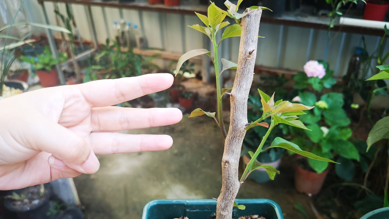 三角梅粗枝扦插，方法用对了，插多少活多少