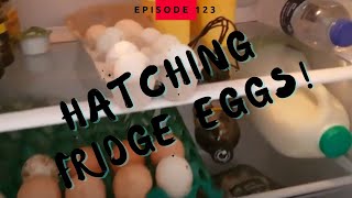 Can you hatch Refrigerated eggs? Eggs from the fridge?