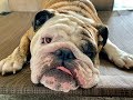 Reuben the Bulldog: And Now For Something Completely Different