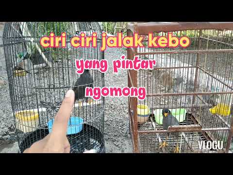 Video: Cara Memilih Penyu