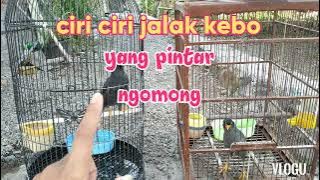 cara memilih jalak kebo yang pintar cepet bisa ngomong