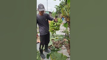 Cắt buồng chuối      #bienfarm #farming #guava