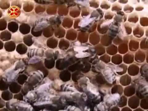 ლექციები მეფუტკრეობაზე 7 ( ეკოსისტემა )