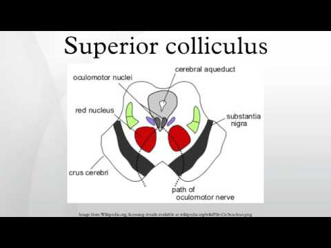 Superior colliculus - YouTube Superior colliculus - YouTube