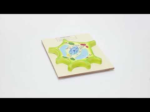 Animal Cell Division, Mitosis - Supertek (B12680)