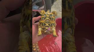 Mas ceritamu sedih.. aku jadi.. tiit.. #kurakura #tortoise #kuradarat #indianstartortoise