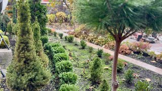 видео: АЛЬТЕРНАТИВА САМШИТАМ! МОЛОДАЯ ЖИВАЯ ИЗГОРОДЬ ИЗ ТУЙ “DANICA”, КАК ИДЕТ ПОДГОТОВКА ДЛЯ НУЖНОЙ ФОРМЫ? картинка: АЛЬТЕРНАТИВА САМШИТАМ! МОЛОДАЯ ЖИВАЯ ИЗГОРОДЬ ИЗ ТУЙ “DANICA”, КАК ИДЕТ ПОДГОТОВКА ДЛЯ НУЖНОЙ ФОРМЫ?