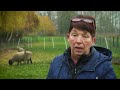 Trailer wolf fencing team  natuur en bos