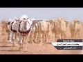 شيله صدمه الكدادت المالك منصور ابن شاهر ادا الجفراني