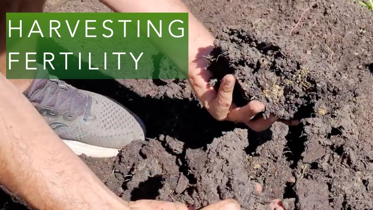 Harvesting the fertility of wood chips in our pathways