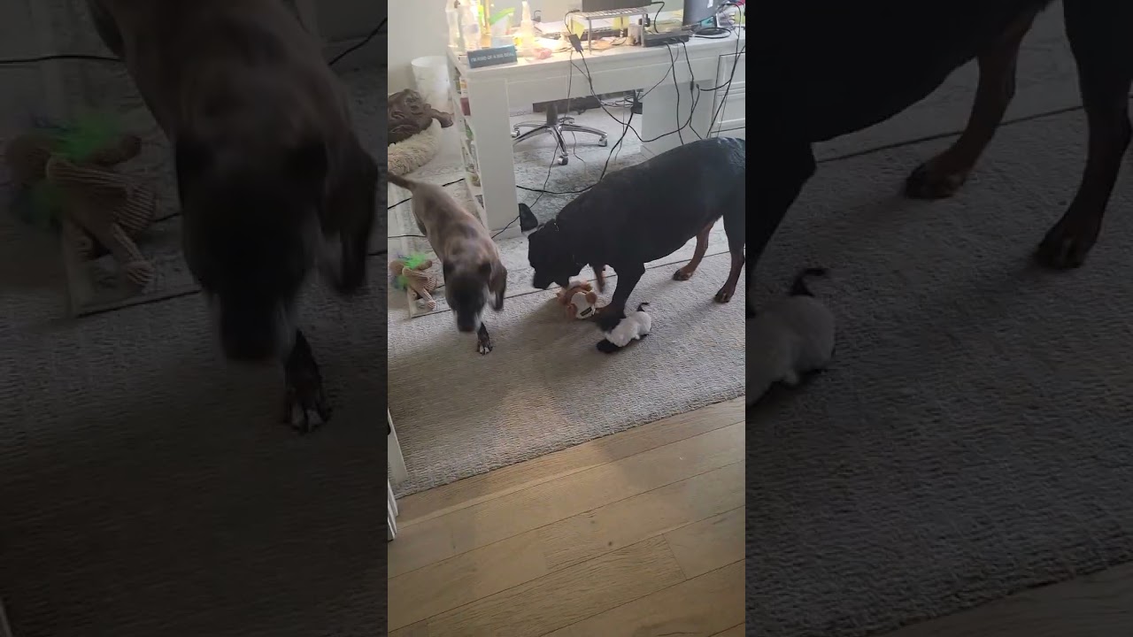 Roxy & Charlie continued play!