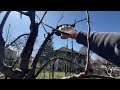 Small Fruit Tree Pruning 2026