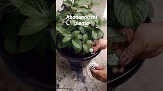 Abonando mi  planta