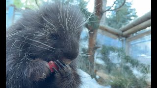 Quills and Drills: Roger Masters Training, Enrichment, and Wins Hearts Like a Pro