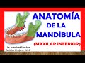 🥇 MANDÍBULA - (MAXILAR INFERIOR), Anatomia. Fácil, Rápida y Sencilla