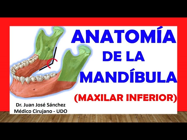 Anatomy of the Mandible: Easy and Quick Guide — Eightify