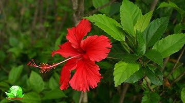 Mẹo đánh tan Sỏi Thận bằng Hoa Dâm Bụt - Giúp Viên Sỏi nhỏ dần và ra ngoài