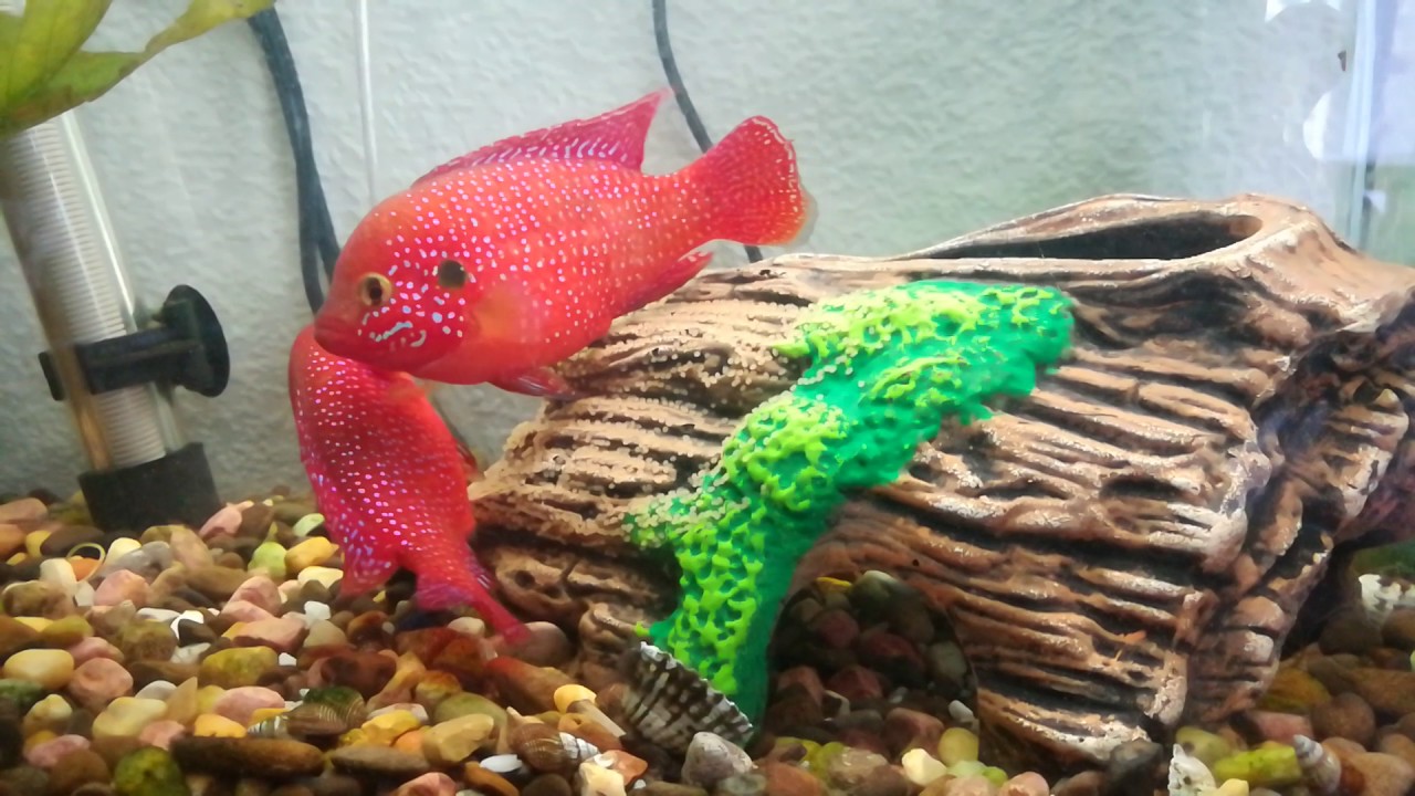 Нерест хромис красавец