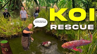 Neglected Koi Rescued from Overrun Pond @KGTropicals