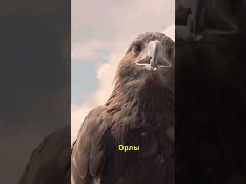 Орлы и их особенности