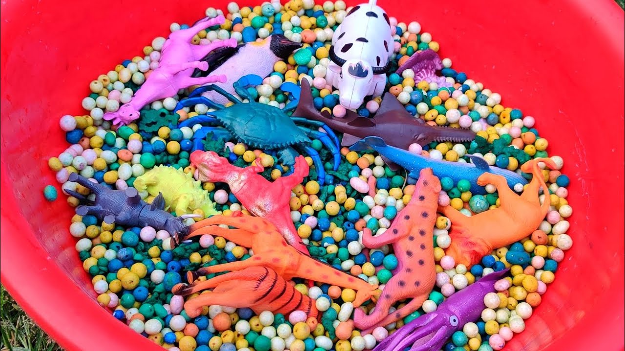 Zoo Animals For Kids Learn Marine Animals Facts Education For Kids zoo-animals-for-kids-learn-marine-animals-facts-education-for-kids