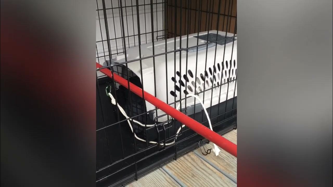 How to safely clean a feral cat relocation/quarantine crate YouTube