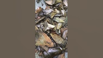 2 hours of shark tooth hunting