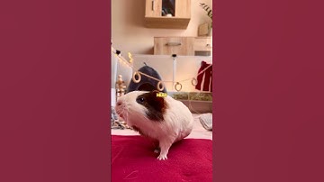 Thumbnail of Guinea Pigs Have Been Pets for Over 5,000 Years 🐹📜 #facts #animals #guineapig
