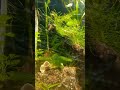 #aquarioplantado #lowtechtank #aquarismo #fish #bettafish #guppies #shorts