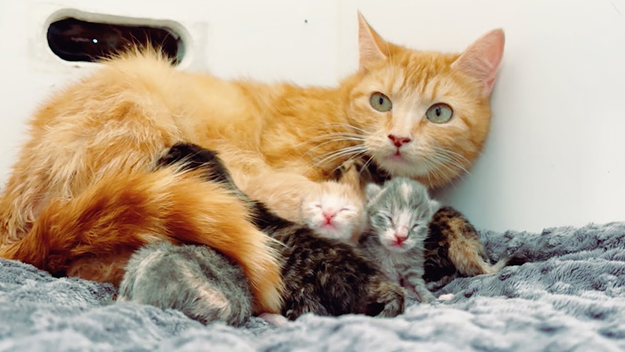 MAY 9, 2025: Saxon gave birth for the last time to six beautiful kittens! 

Weight chart: https://bit.ly/438TYTb

Tomball and Hibbing will be on our VIP stream most of the time so you can enjoy Saxon's kitten watch, but we'll switch over to show them when they're being extra cute! 

Our VIP stream: https://tinykittens.com/vip

Wookie and Saxon are from the same feral colony. Saxon is pregnant, and Wookie needs major dental surgery and a neuter (at a minimum). We think they will really blossom having each other, as they both seemed lonely on their own. Saxon's previous roommate (Celestine, on our other stream) prefers her own space, so she's moved into the dot room, and Wookie is now with Saxon. 

Normally, Wookie would be neutered by now, but we didn't want to put him through two separate anesthesias when we could have everything done at the same time. Saxon is already very pregnant, possibly Wookie's handiwork before they were trapped, so there's no risk of pregnancy before his neuter/dental/etc next week. 

Previously....
Tomball is a magnificent feral kitty with severe mouth trauma, caused by being shot in the face. The pellet broke his jaw, sent a multitude of ballistics fragments throughout his head and sinuses, and has caused untold pain. He’ll need a specialist surgery to repair the damage that was done. 

Here's what's next for our gentle soul, Tomball:

Dr. Yee discovered a giant polyp in his left ear canal, as well as smaller polyps likely developing in his right ear. 

His dental + polyp surgeries will be complicated, so he will be referred to a specialist to come up with the best possible plan. Polyps are painful, so getting that out should really improve his quality of life.

His neuter went well, and they were able to give his ears a thorough flushing, so he should be more comfortable while we wait for his specialist appointment to be scheduled. We will continue to work hard to make him feel safe enough to love us even 14% as much as we love him. 

We want to thank every purrson in our amazing #TinyVillage for all of your support. Whether you are able to support us financially or in other equally important ways, we hope you look at each cat's transformation as something YOU have made possible. We absolutely could not help complicated cats like Tomball or Teacup without you, and we love you. ❤️ 

We livestream our rescued cats, 24 hours a day, uncensored, to raise awareness about the realities of cat overpopulation in a way that inspires compassion. Watching Berkeley give birth for the last time is a great way for parents and kids to experience the “miracle of birth” without letting their own pets give birth and further contributing to overpopulation. 

Meet the 200+ cats in Tomball's feral colony, and follow our progress:  TinyKittens.com/bramble 

WANT TO HELP?
Donate:                                 https://TinyKittens.com/donate
Join our VIP livestream:    https://vip.tinykittens.com
Other ways to help:            https://TinyKittens.com/help
Our Amazon wishlist:        https://www.amazon.ca/hz/wishlist/ls/2JSQGPVIUVXSZ

More about our rescue work:  https://TinyKittens.com

Facebook:    @tinykittens 
                       https://www.facebook.com/tinykittens

TikTok:          @tinykittenshq
                        https://www.tiktok.com/@tinykittenshq
 
Instagram:    @tinykittenshq 
                        https://Instagram.com/tinykittensHQ
                        @tinytapeworms
                        https://Instagram.com/tinytapeworms

#rescuecat #kitten #cuteanimals #rescuedismyfavoritebreed #adoptdontshop #animalrescue #love #truelove #feral #tnr #compassion #live #birth #pregnancy 


Twitter:          https://twitter.com/tinykittensHQ 

Want to join our pawsome #ModSquad?  Here's how:  https://bit.ly/tkmodsquad 

GUIDE FOR PEACEFUL COEXISTENCE:  Please be polite, chat with compassion, and give each other the benefit of the doubt. Please don't swear, don't ask for subscriptions, don't ask personal questions, don't spam (including roll call requests & spamming emojis) and keep your chatting family friendly, inclusive and peaceful. No block caps. Thanks!

OUR MODS ARE VOLUNTEERS AND THEY ARE TRYING TO HELP, PLEASE TREAT THEM ACCORDINGLY!  Bothering a moderator inside or outside of chat is grounds for banning and the sharing of your info to other cams for them to ban you as well.  

Concerning Trolls: Ignore them. That's what they dislike the most. Their goal is to upset you so you give them attention. They think this is funny. 

Thank mew so much to everyone who is watching!  We could not do the life-saving work we do, without your support and encouragement.  We appreciate our #TinyVillage more than words can express. 

#rescue #kittens #adoptdontshop #spayandneuter #feral #tnr #fosteringsaveslives #worthsaving #tinykittens #KittenTherapy #kittenwatch #live #birth #pregnancy #rescuecat
