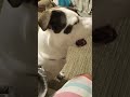 Very Good Homer #youtubeshorts #dog #smartdog