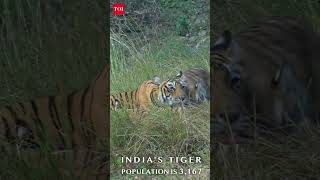 International Tiger’s Day Film | Trailer 1