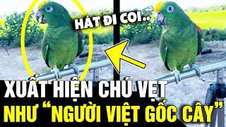 CHÚ VẸT có khả năng phát âm như NGƯỜI VIỆT GỐC CÂY, biết hát chúc mừng SINH NHẬT | Tin Nhanh 3 Phút