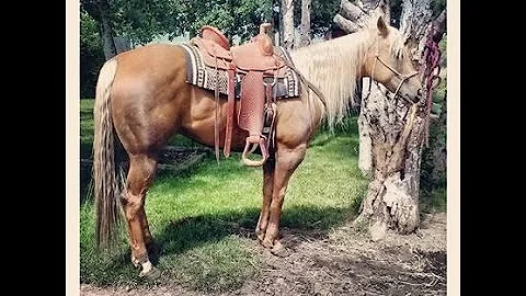 Kimberly Grimes Professional Mounted Shooter, ridi...