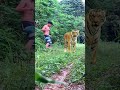 #tiger #lionhunters #wildlife #nature #animals #forest #preytrestv #lion