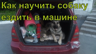 Как научить собаку ездить в машине Как научить собаку ездить в машине