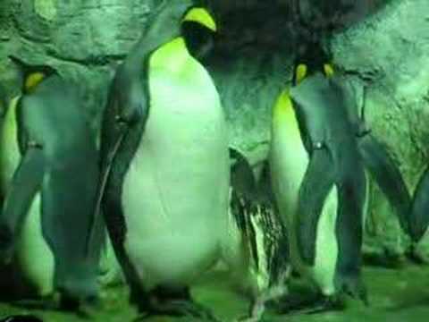 Penguins At Moody Gardens Aquarium Pyramid Youtube