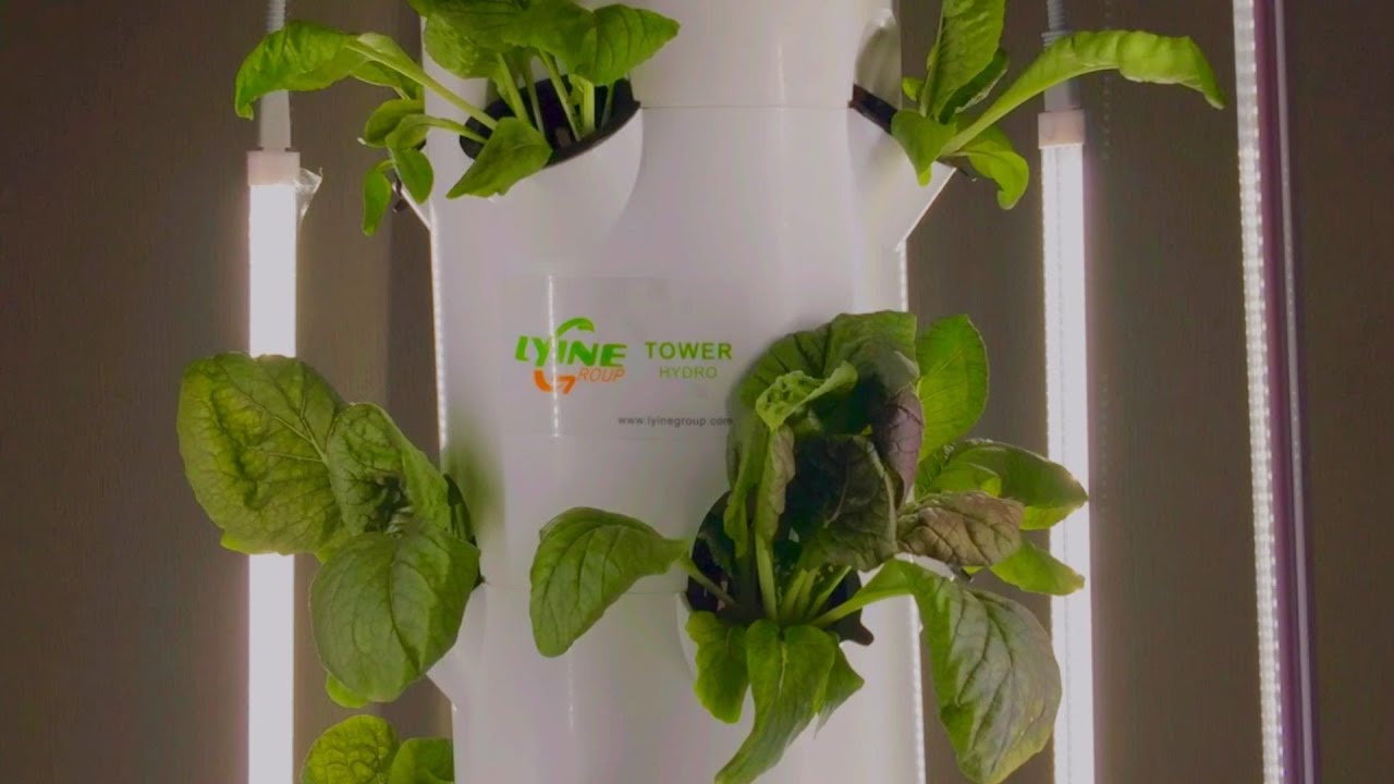 How To Grow Hydroponic Vegetables With 4P6 Tower System? YouTube