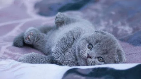 Watch the video about Cats - Russian Blue