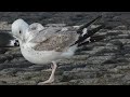Caspian Gull, Larus cachinnans, 2cy, Maasvlakte, ZH, the Netherlands, 4 Oct 2025 (11)