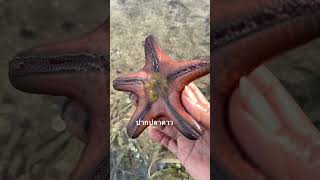 ปากปลาดาว #How Starfish Eat