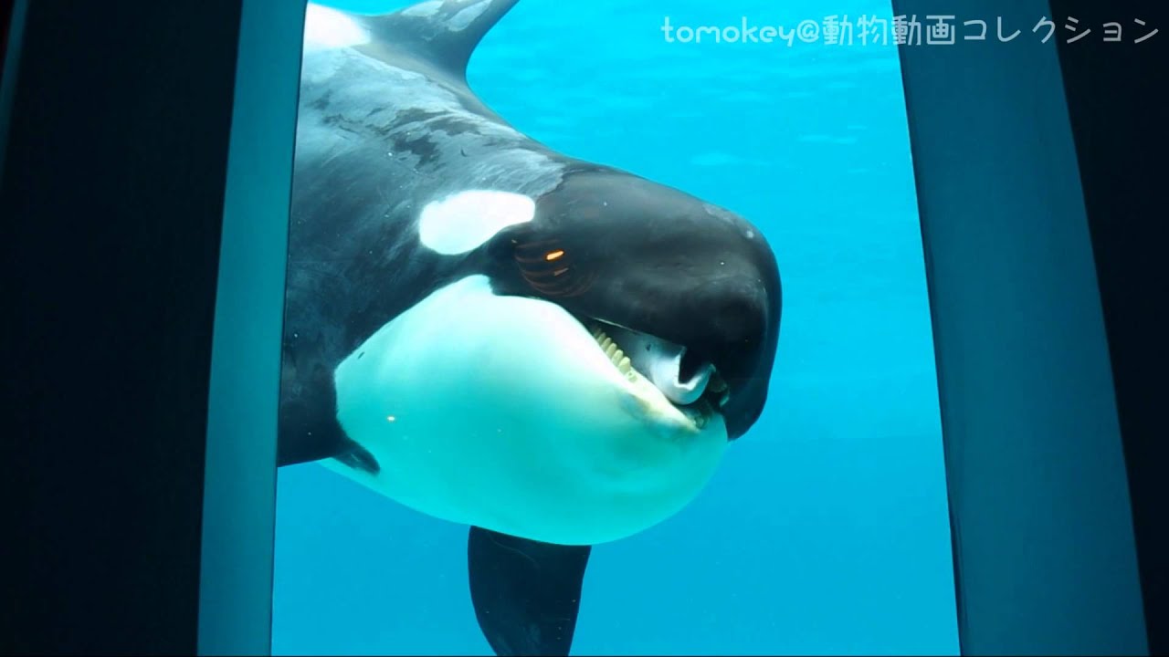 レストランオーシャンにラビーが来てくれた 鴨川シーワールド Orca Killer Whales Youtube