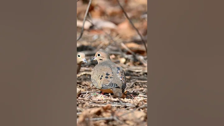 Beautiful mourning doves in the woods #shorts