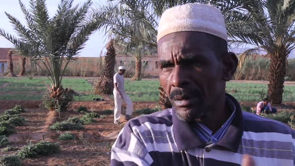 زراعة الحناء بالمغرب