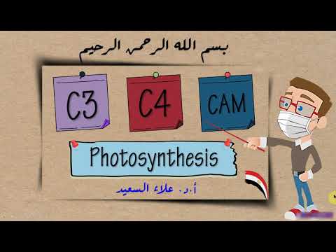 Types of Photosynthesis: C3, C4 & CAM Plants, (Hatch–Slack pathway) ( البناء الضوئي)