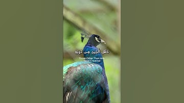 🌌 تأمل في عظمة الله! "هذا خلق الله" – تلاوة خاشعة تهز القلوب