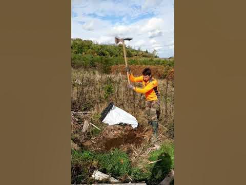 Comment planter correctement un plant en forêt 🌲🌳 - YouTube
